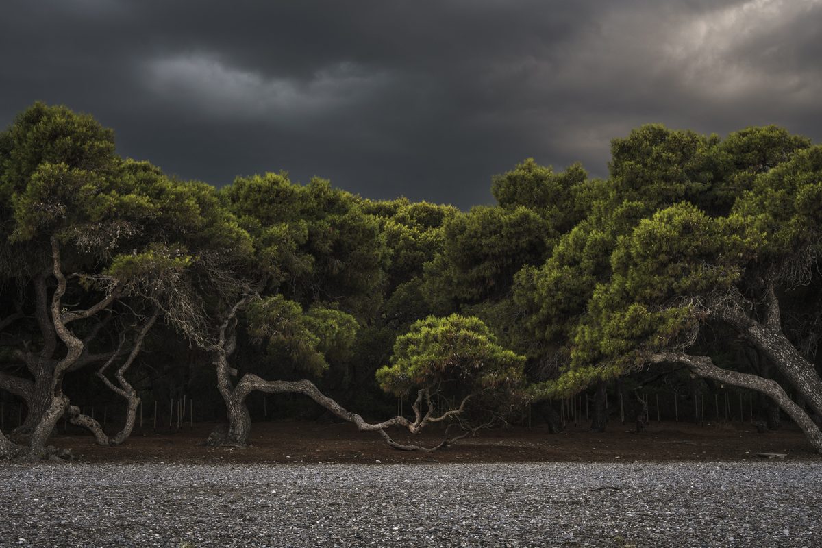 Fine art inkjet εκτύπωση: πεύκα σε παραλία κάτω από συννεφιασμένο ουρανό